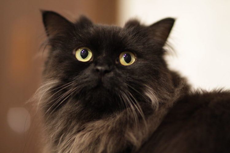 Ten Cat Breeds That Don't Shed