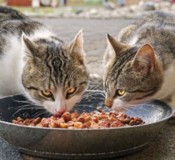 Best Cat Food For Older Cats in 2019 | Review of Top 5 Products