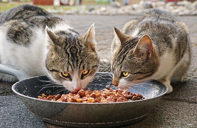 Best Cat Food For Older Cats in 2019 | Review of Top 5 Products