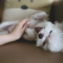 WHY DO DOGS LOVE BELLY RUBS?