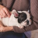 Why Do Dogs like to Be Pet?
