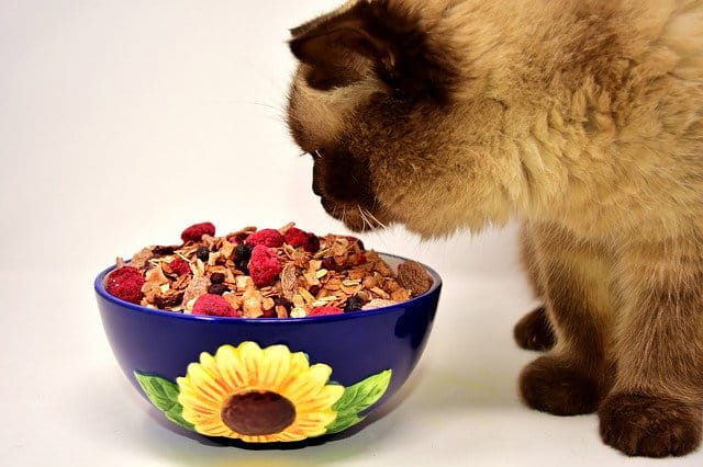 HUMAN FOODS YOUR CAT CAN ENJOY TOO