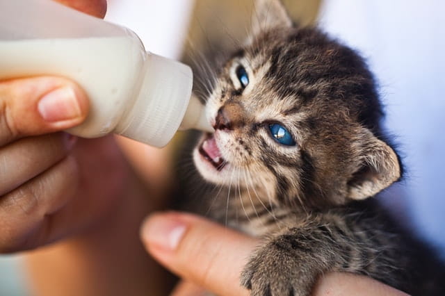 What Should You Feed a Kitten? 