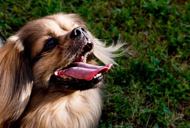 When Do Puppies Lose Their Puppy Teeth? 