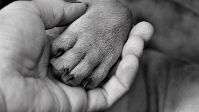 WHY DO DOGS PUT THEIR PAW ON YOU?