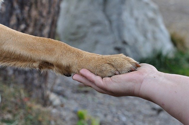 Why Do Dogs Put Their Paw on You?