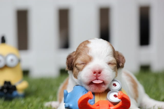 Puppy Opening eyes