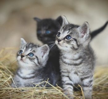 Best Cat Litter for Kittens