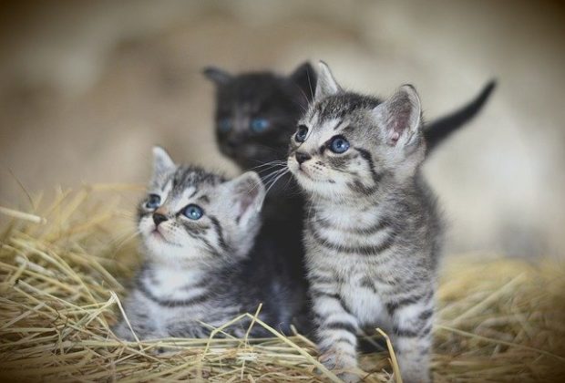 Best Cat Litter for Kittens