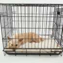 How Long Does It Take to Crate Train a Puppy?