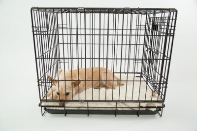 How Long Does It Take to Crate Train a Puppy?