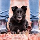 Why Do Dogs Lay On Your Feet?
