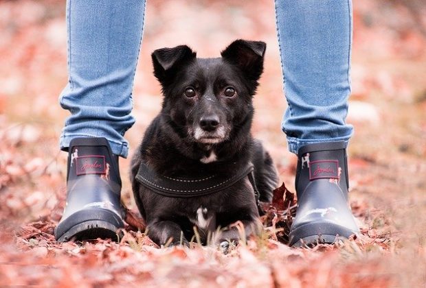 Why Do Dogs Lay On Your Feet?