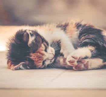When Can Kittens Leave Their Mom?