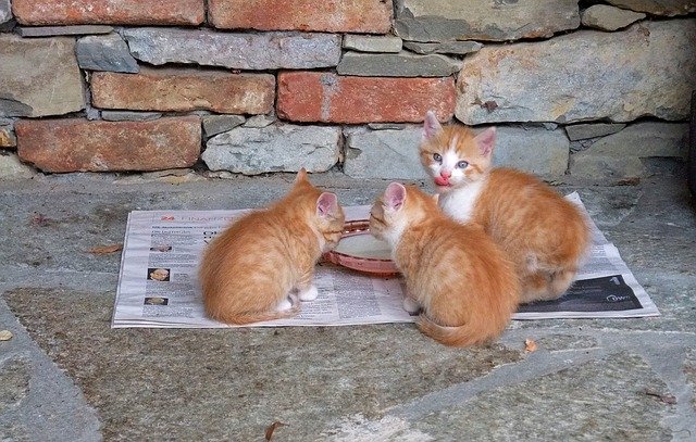 Kittens Feeding