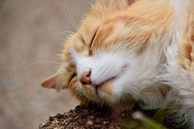 Why Do Cats Roll in the Dirt?