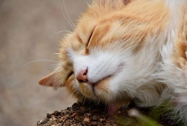 Why Do Cats Roll in the Dirt?