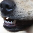 Why Do Dogs Chatter Their Teeth