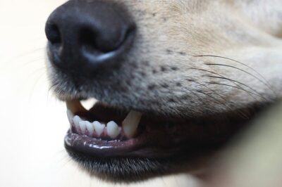 Why Do Dogs Chatter Their Teeth