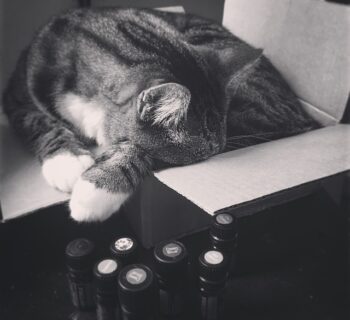 What Essential Oils Are Safe to Diffuse Around Cats?