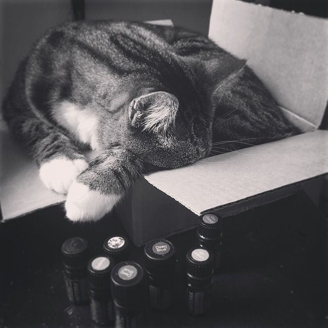 What Essential Oils Are Safe to Diffuse Around Cats?