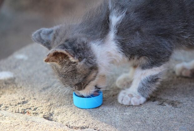 When Can Kittens Eat Solid Food?