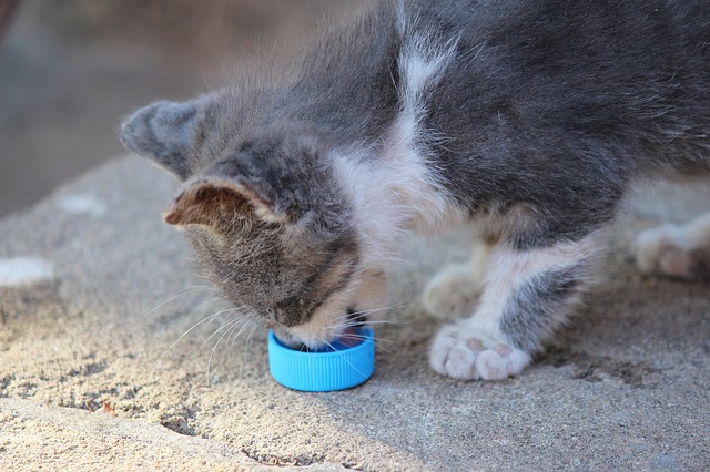 When Can Kittens Eat Solid Food?