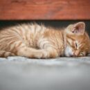 How to Get a Kitten to Sleep at Night