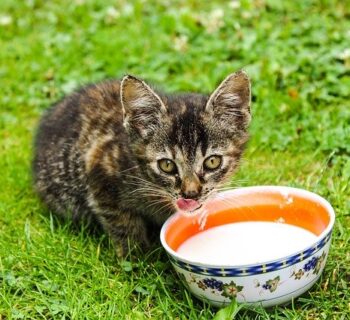 What Kind Of Milk Can You Give A Kitten?