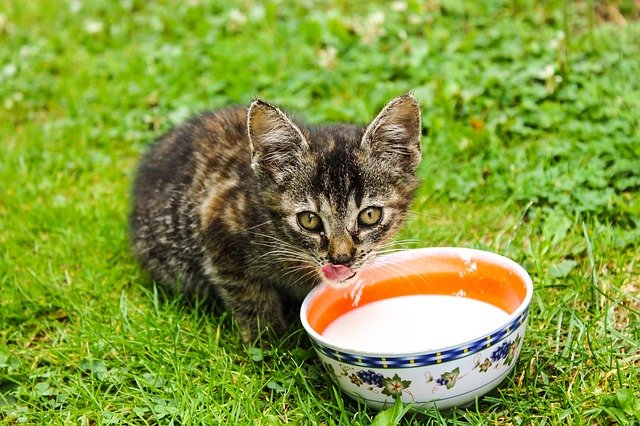 What Kind Of Milk Can You Give A Kitten?