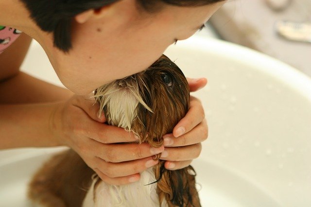 How to Give a Puppy a Bath