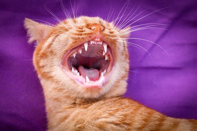 why your cat needs dental insurance
