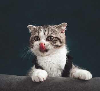 WHY DO CATS STICK THEIR TONGUES OUT?