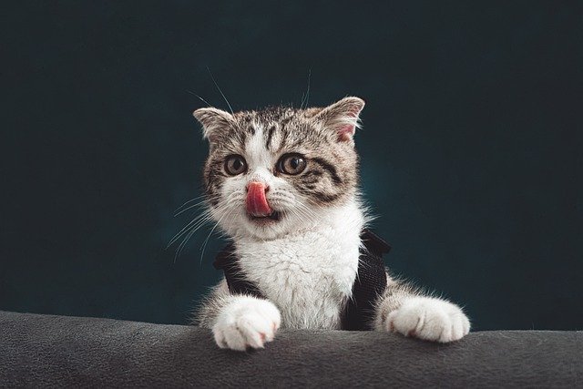 WHY DO CATS STICK THEIR TONGUES OUT?