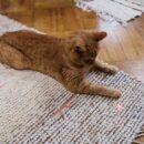 Why Do Cats Chase Lasers