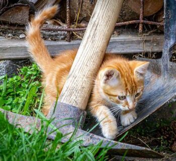 What to Do if You Find Kittens in Your Yard