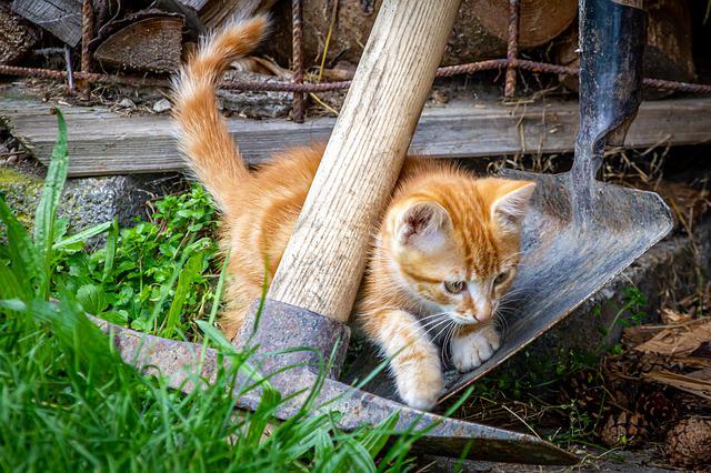 What to Do if You Find Kittens in Your Yard