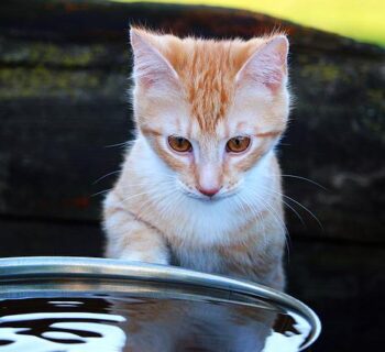 How to Get a Kitten to Drink Water