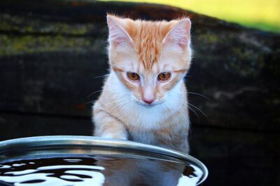 How to Get a Kitten to Drink Water