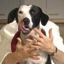 What Does It Mean When a Dog Licks Your Hand?
