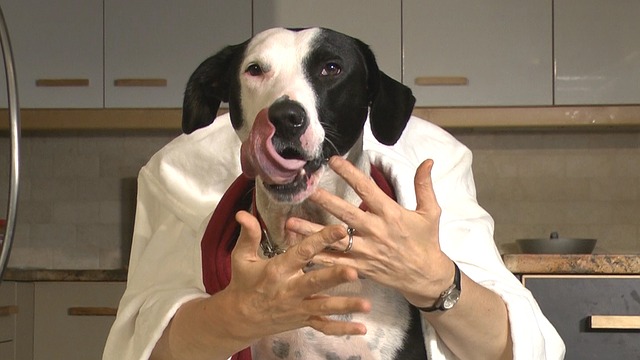 What Does It Mean When a Dog Licks Your Hand?