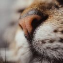 Why Are Cats’ Noses Wet