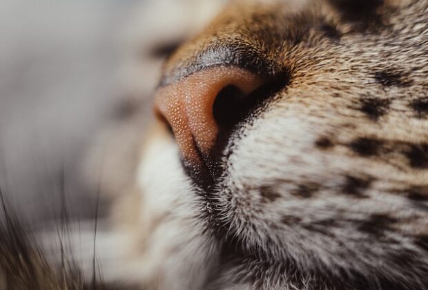 Why Are Cats’ Noses Wet