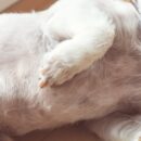 Why Don’t Dogs Have Belly Buttons?