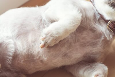 Why Don’t Dogs Have Belly Buttons?