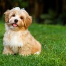 HYPOALLERGENIC DOGS: WHAT BREEDS ARE BEST?