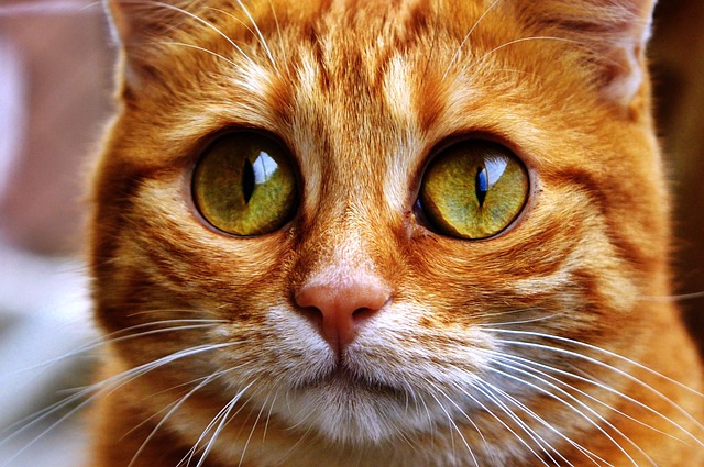 Lovely kitten eyes