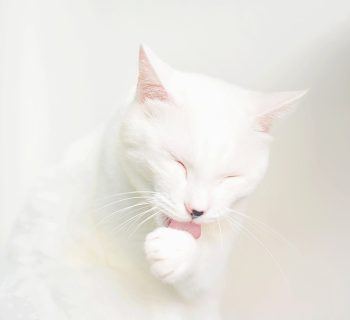 Why Do Cats Like Earwax? Feline Fascination Explained