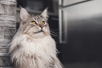 How Much Are Maine Coon Cats?