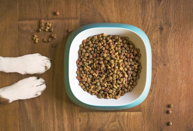 When Can Puppies Eat Hard Food: A Nutritional Guide